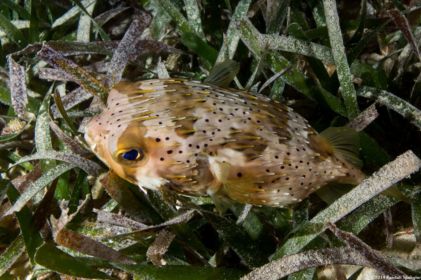 Diodon holocanthus (Longspine Porcupinefish)
