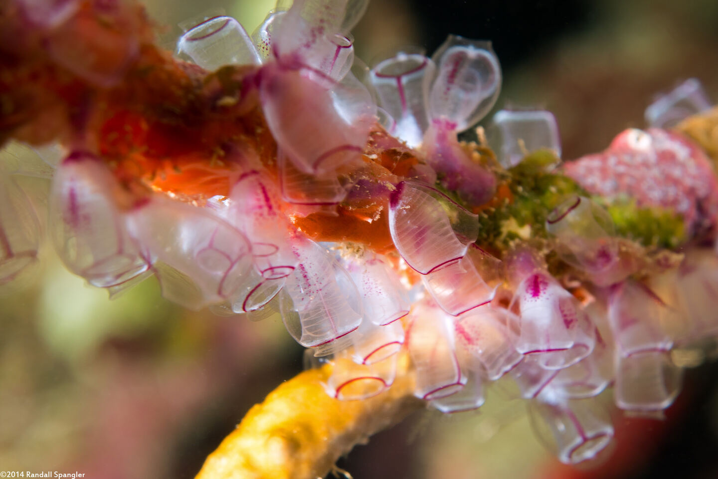 Clavelina picta (Painted Tunicate)