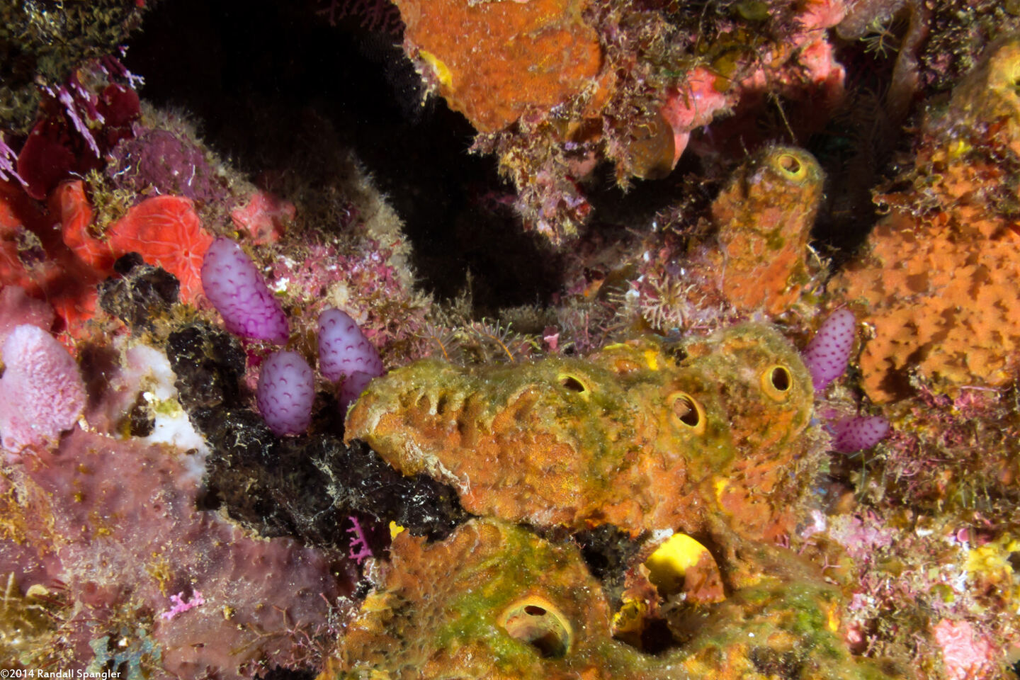 Eudistoma sp.1 (Strawberry Tunicate)