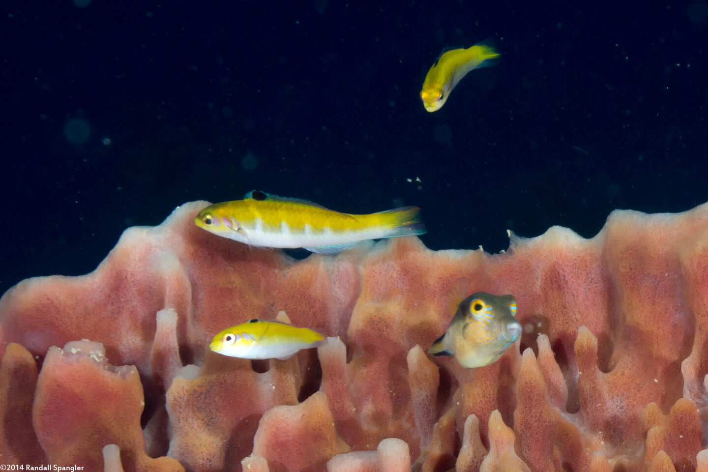 Thalassoma bifasciatum (Bluehead)