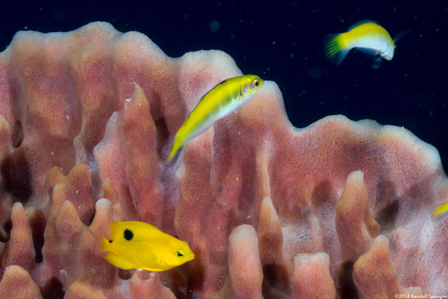Stegastes planifrons (Threespot Damselfish)