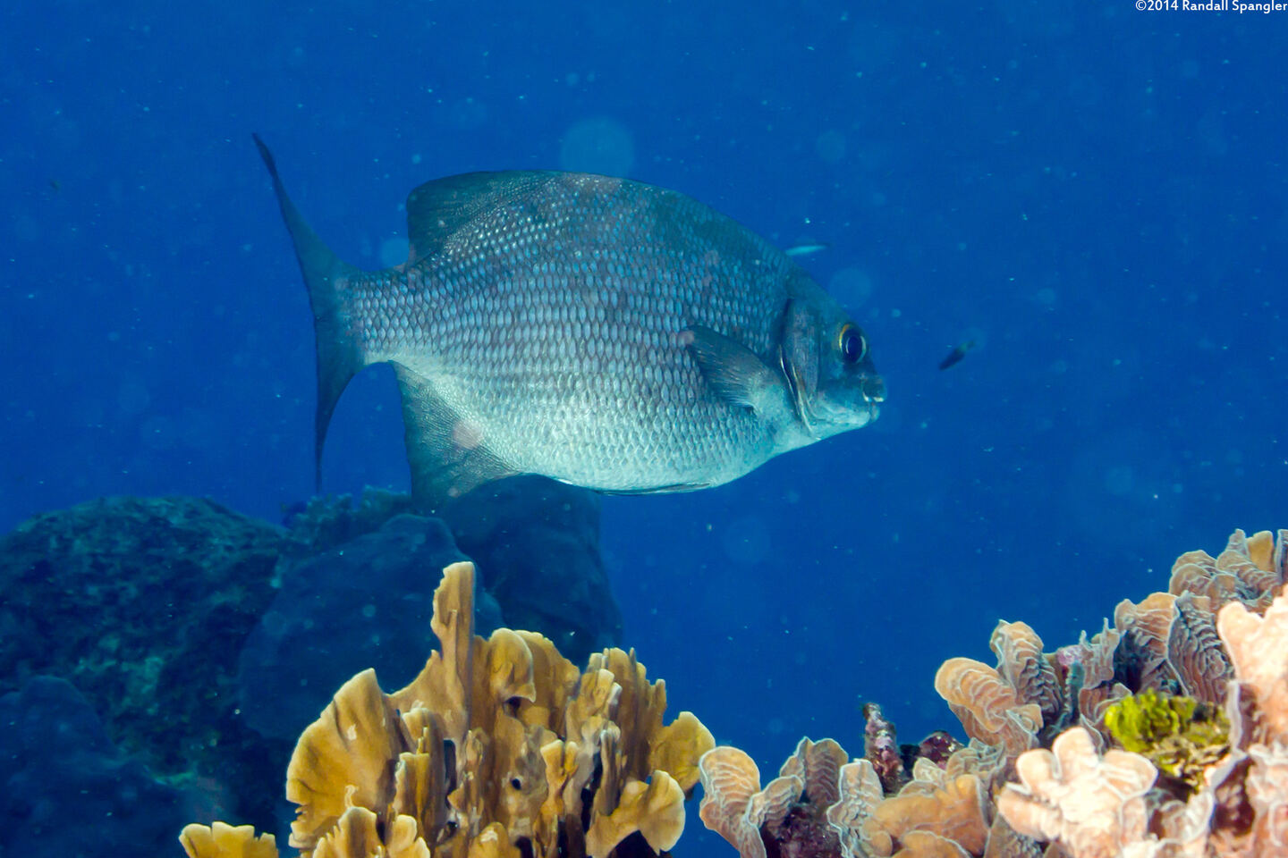 Kyphosus cinerascens (Topsail Chub)