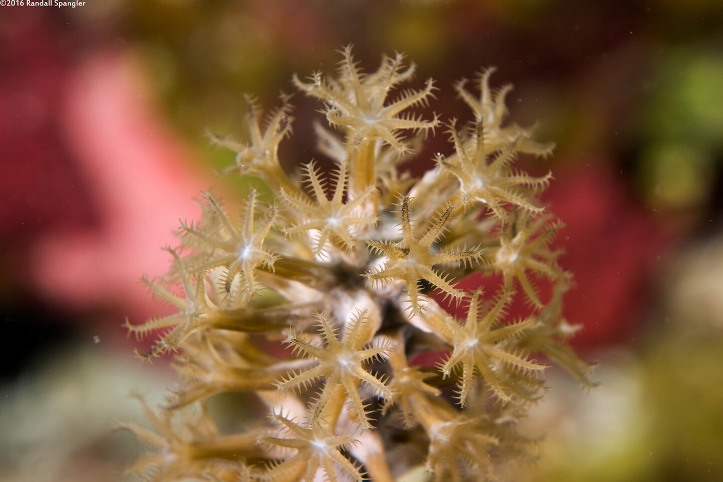 Plexaura homomalla (Black Sea Rod)