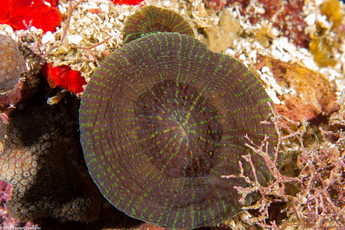 Scolymia wellsii (Solitary Disc Coral)