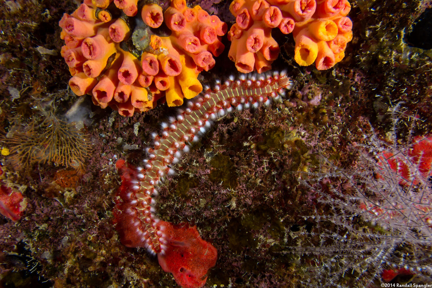 Hermodice carunculata (Bearded Fireworm)