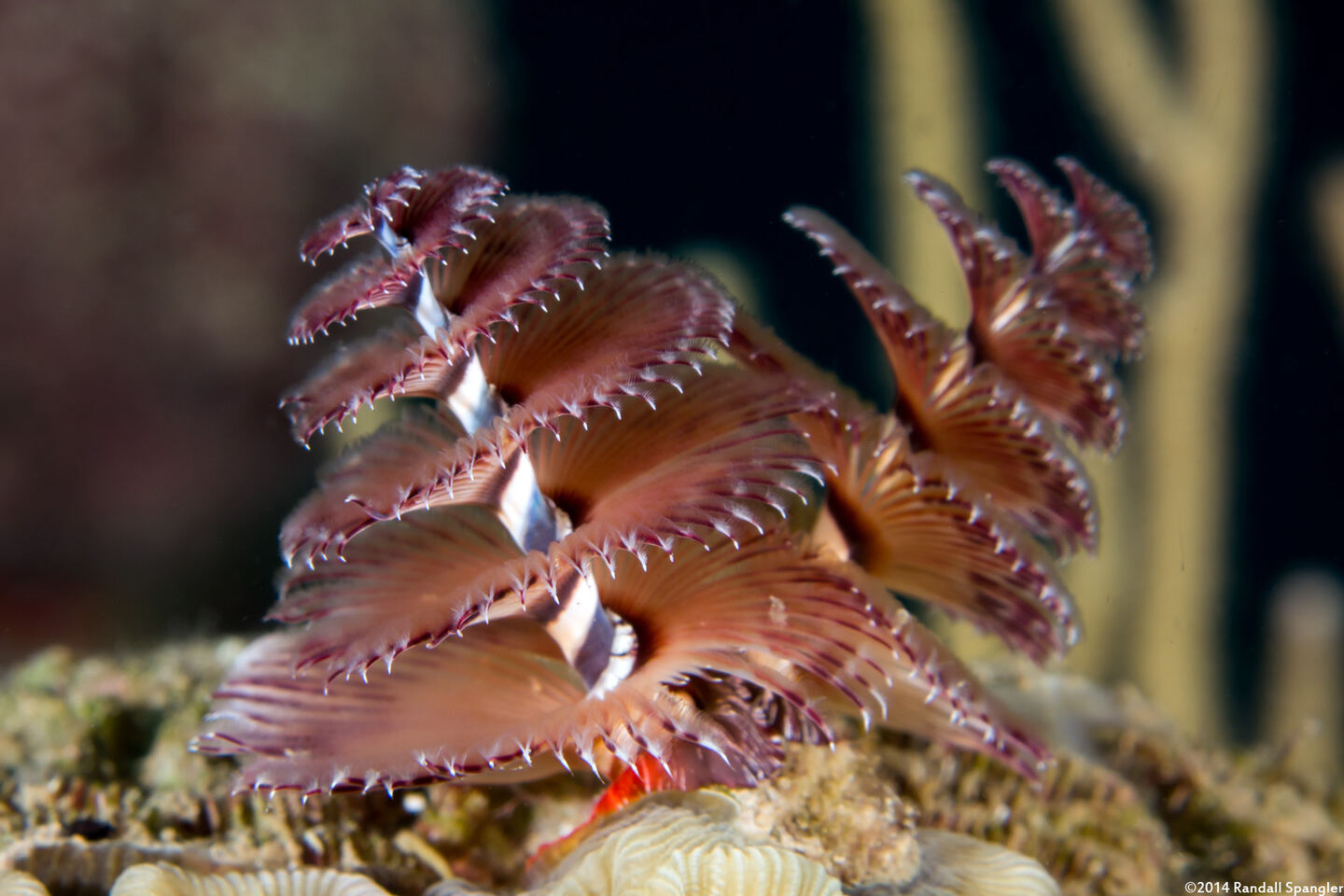Spirobranchus giganteus (Christmas Tree Worm)