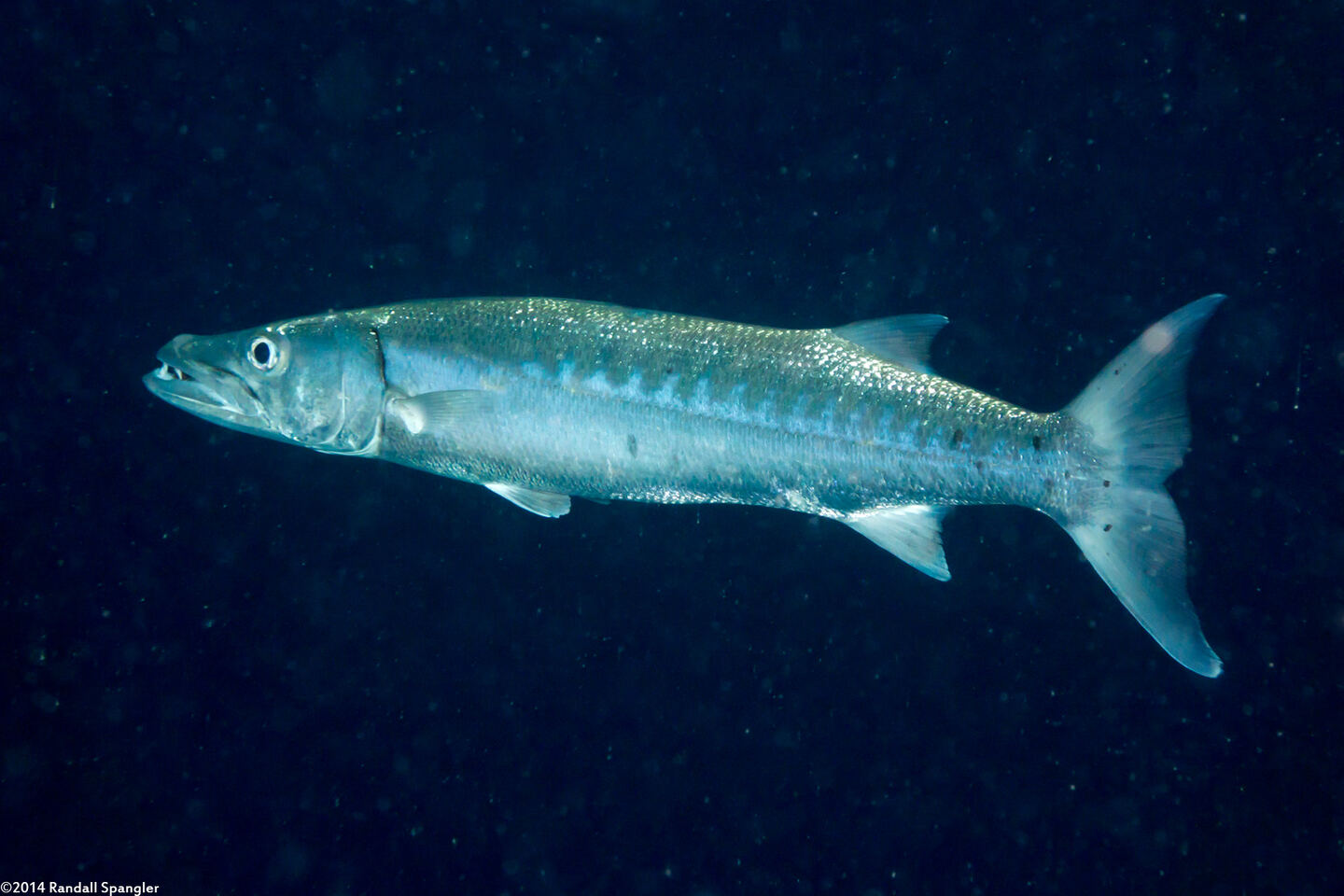 Sphyraena barracuda (Great Barracuda)