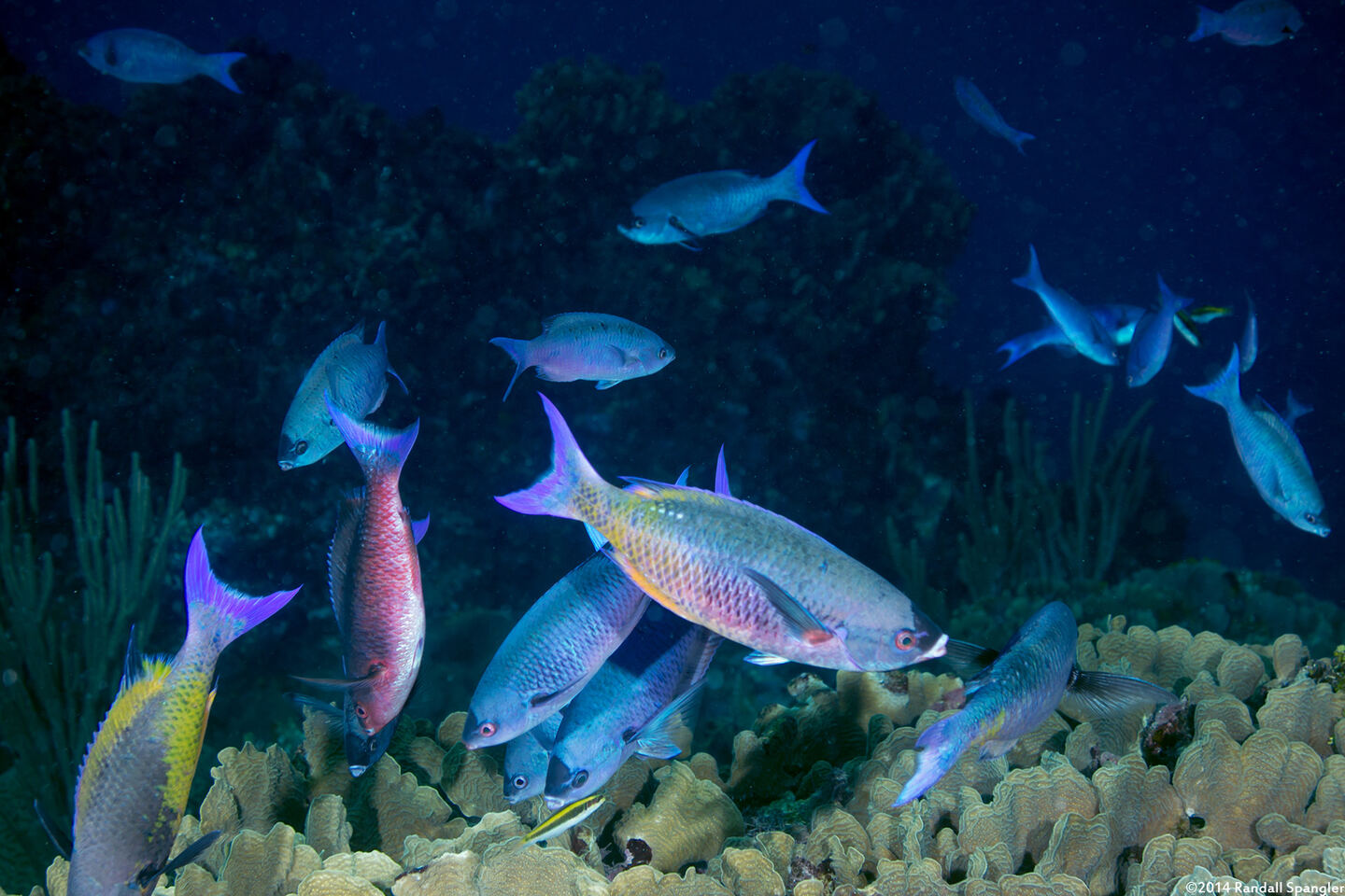 Clepticus parrae (Creole Wrasse)