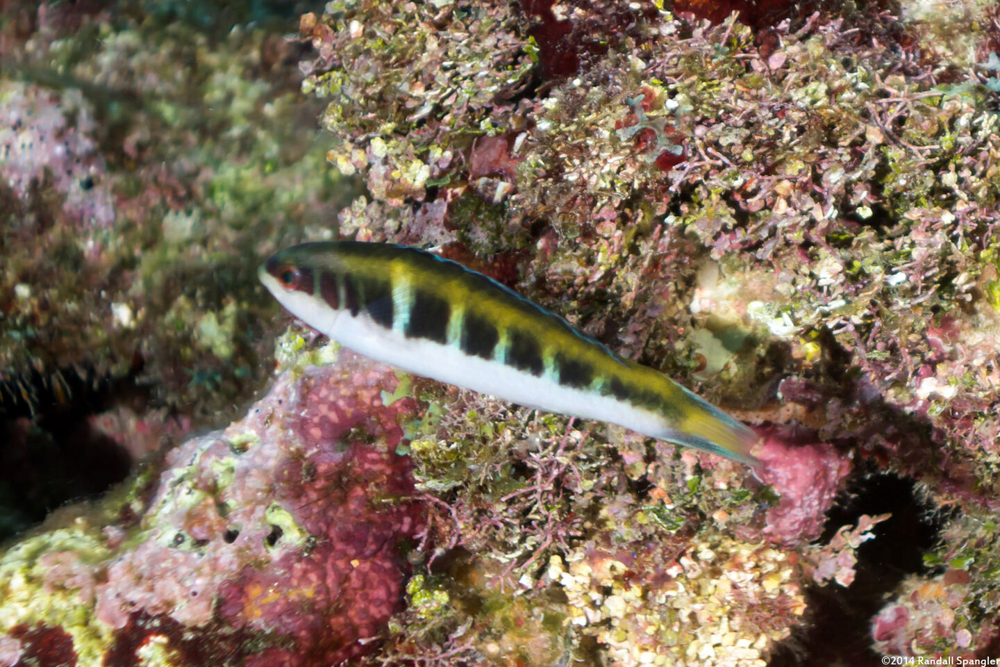 Thalassoma bifasciatum (Bluehead)