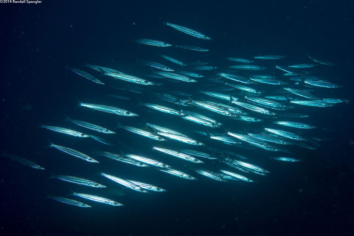 Sphyraena picudilla (Southern Sennet)