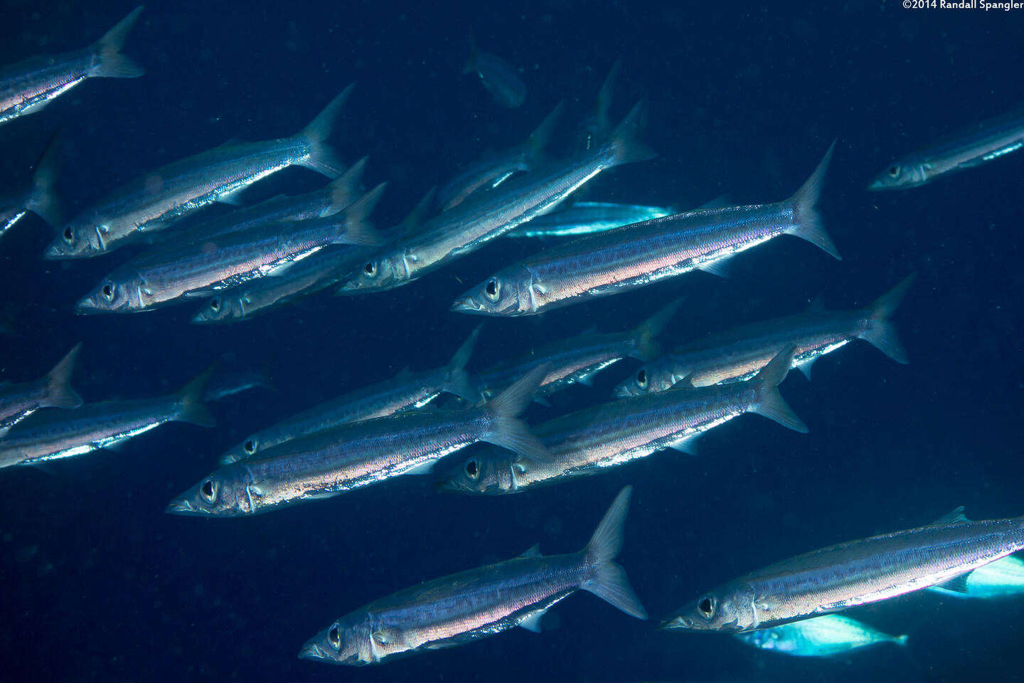 Sphyraena picudilla (Southern Sennet)