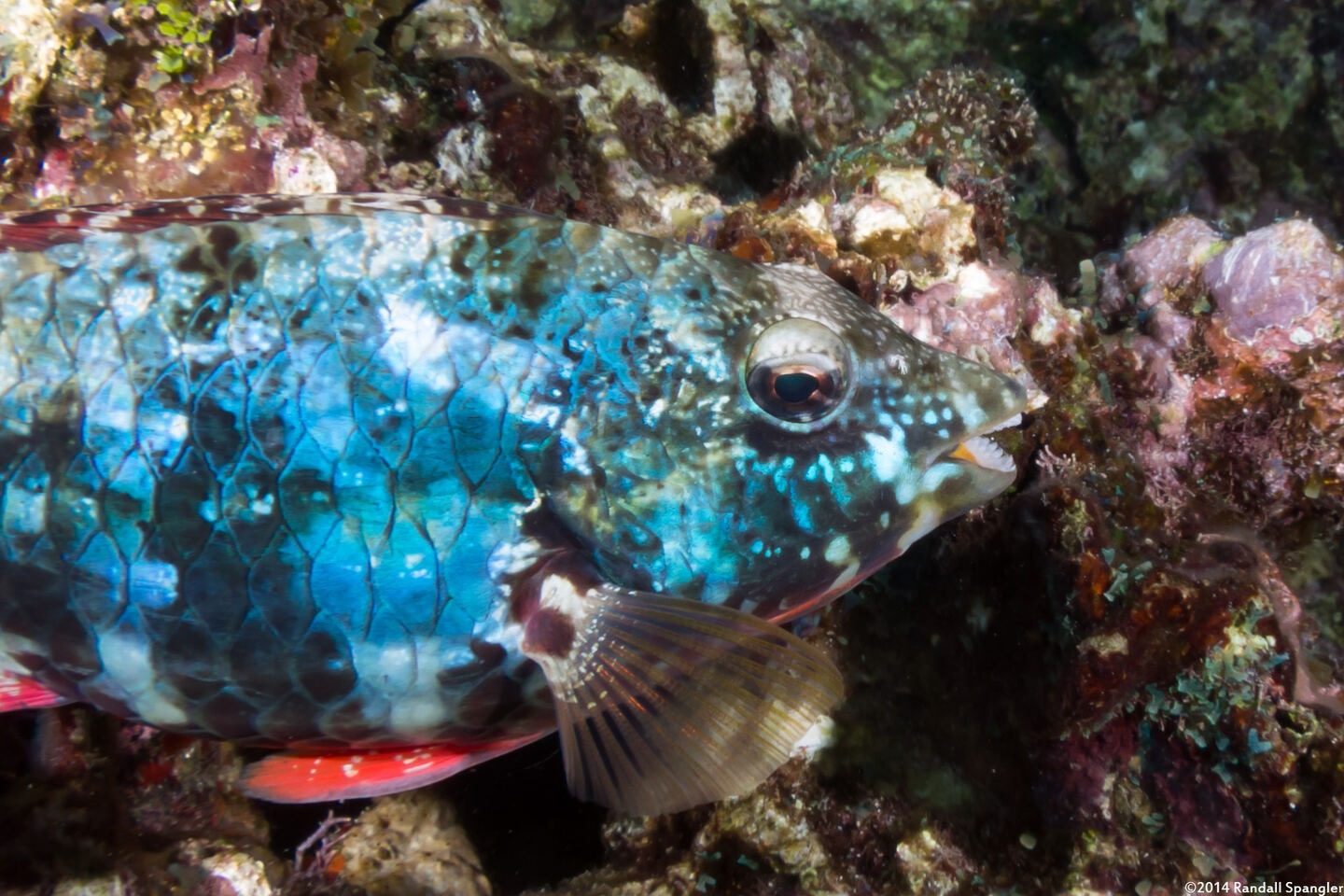 Sparisoma aurofrenatum (Redband Parrotfish)