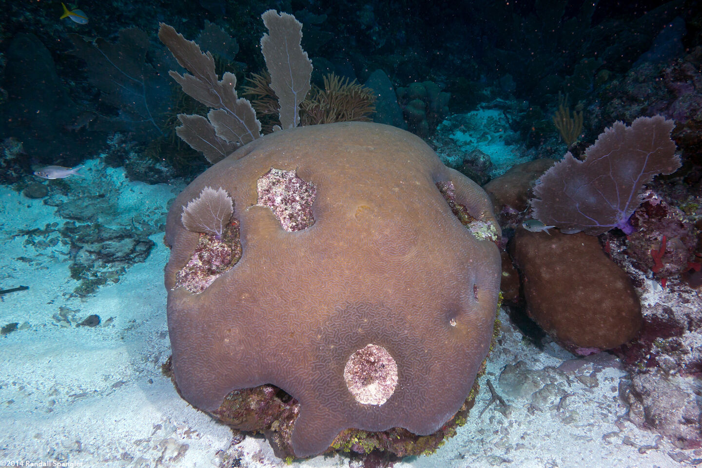 Pseudodiploria strigosa (Symmetrical Brain Coral)
