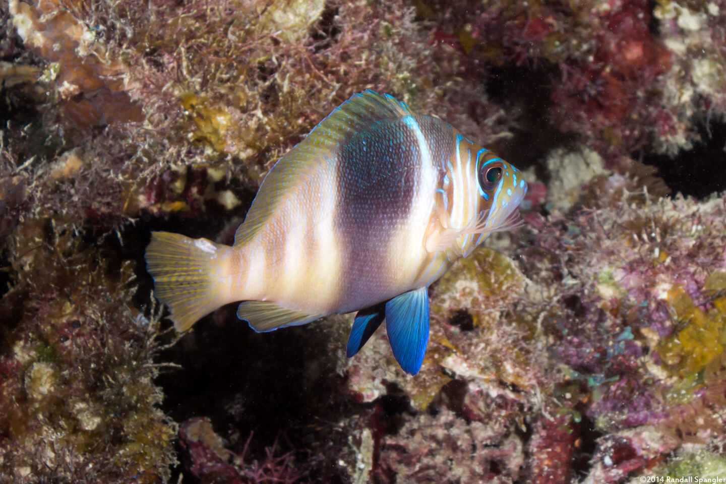 Hypoplectrus puella (Barred Hamlet)