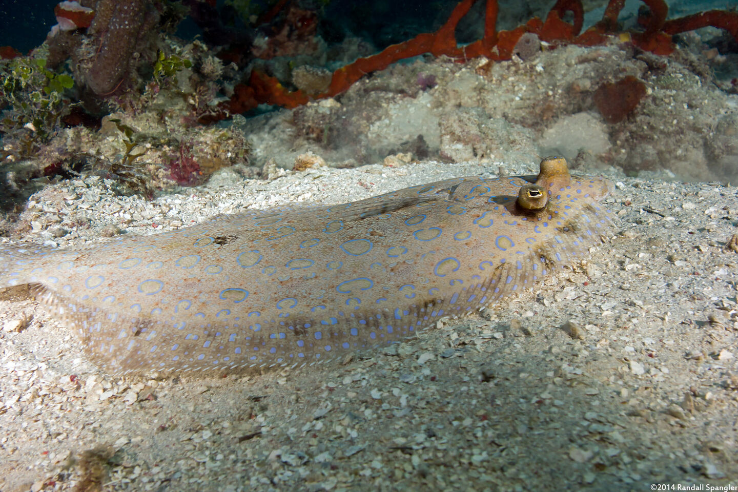 Bothus lunatus (Peacock Flounder)