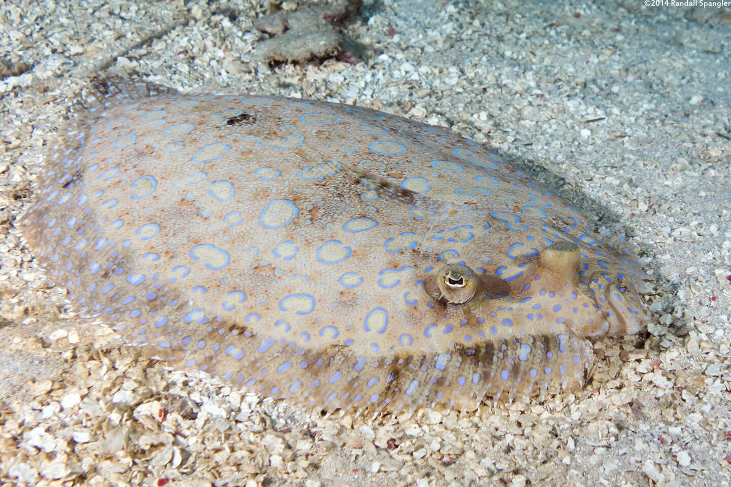 Bothus lunatus (Peacock Flounder)