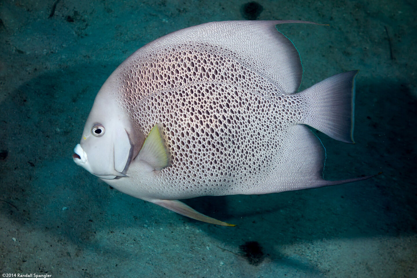 Pomacanthus arcuatus (Gray Angelfish)