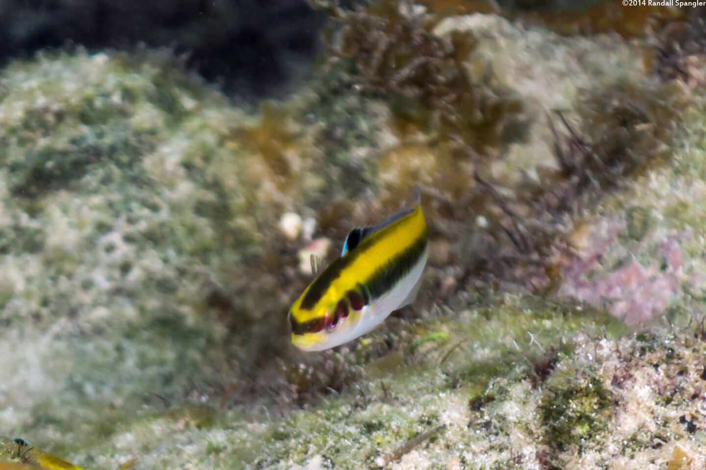Thalassoma bifasciatum (Bluehead)