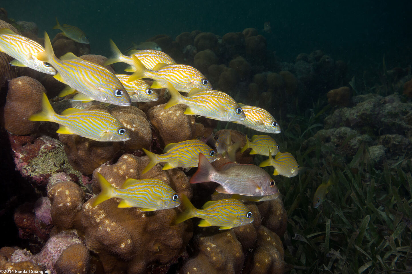 Haemulon flavolineatum (French Grunt)