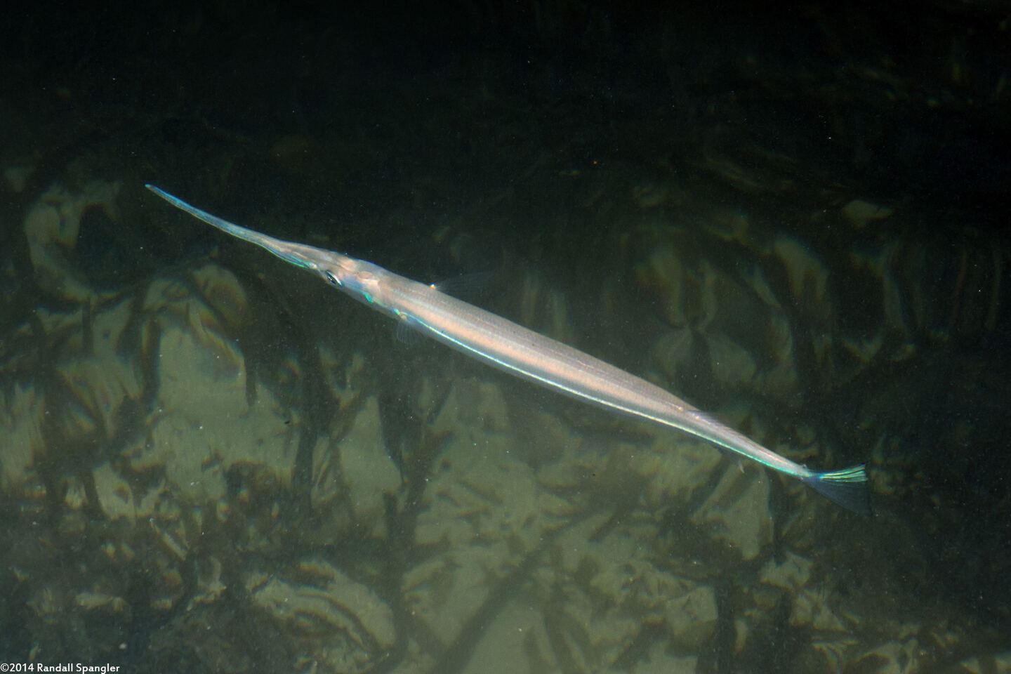 Tylosurus crocodilus (Houndfish)