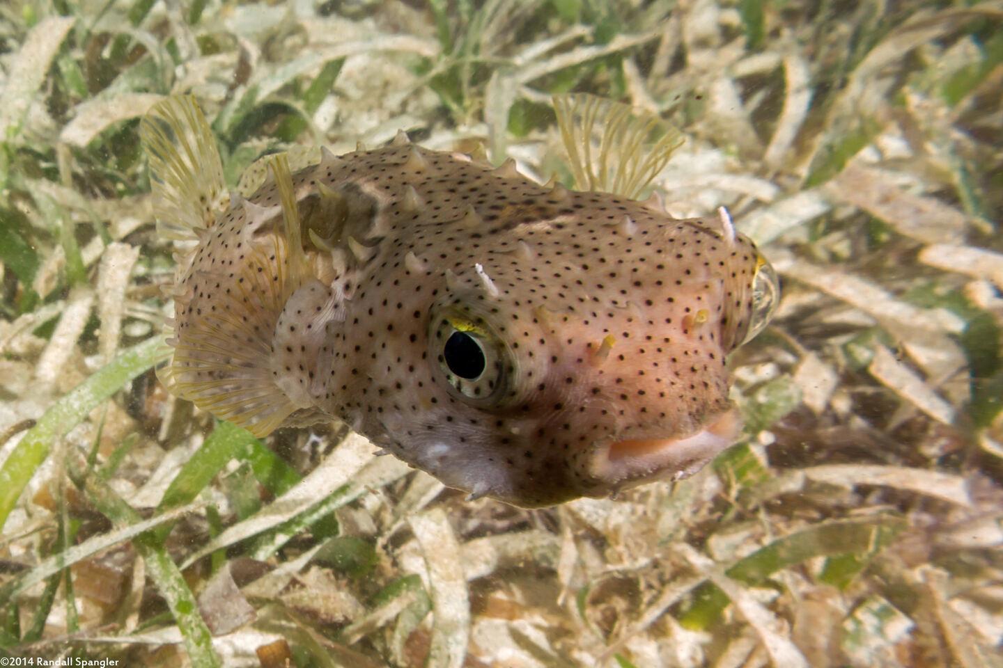 Chilomycterus antennatus (Bridled Burrfish)
