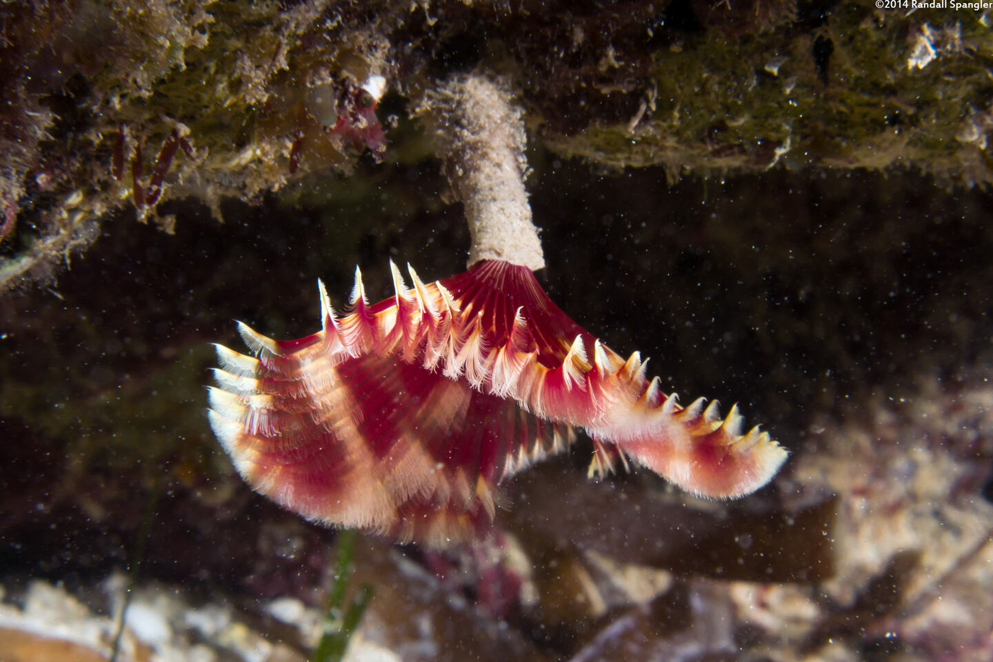 Anamobaea orstedii (Splitcrown Feather Duster)