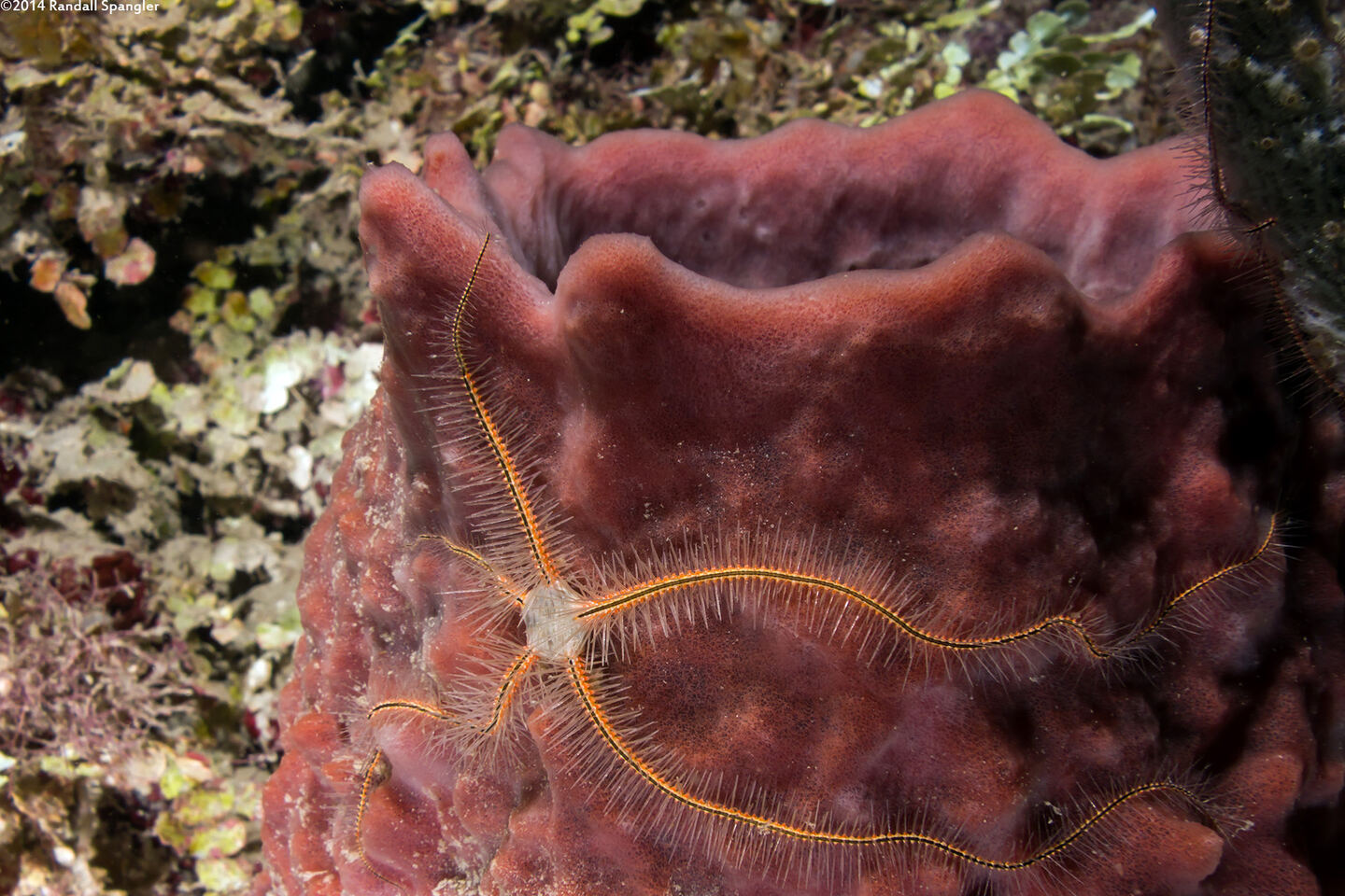 Ophiothrix suensoni (Sponge Brittle Star)