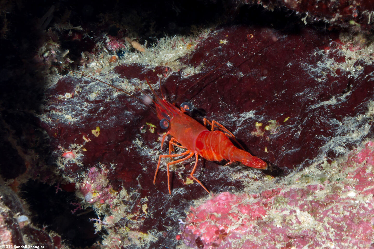Cinetorhynchus manningi (Red Night Shrimp)