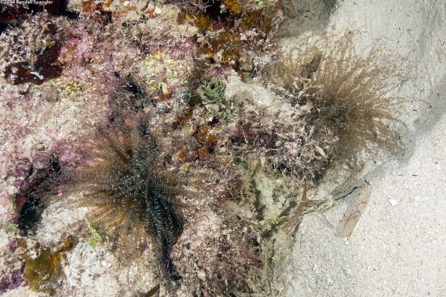 Bartholomea annulata (Corkscrew Anemone)