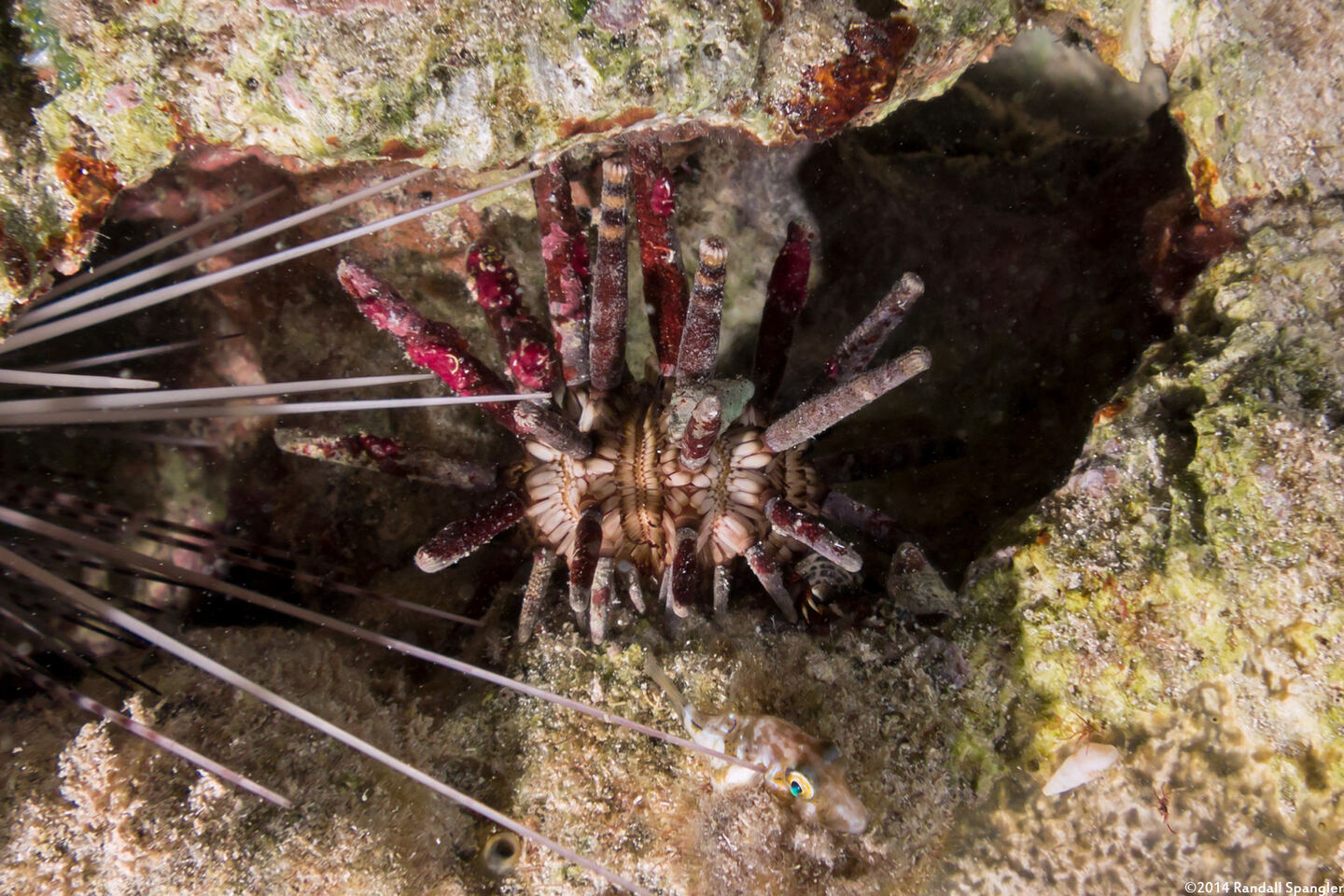 Eucidaris tribuloides (Slatepencil Urchin)
