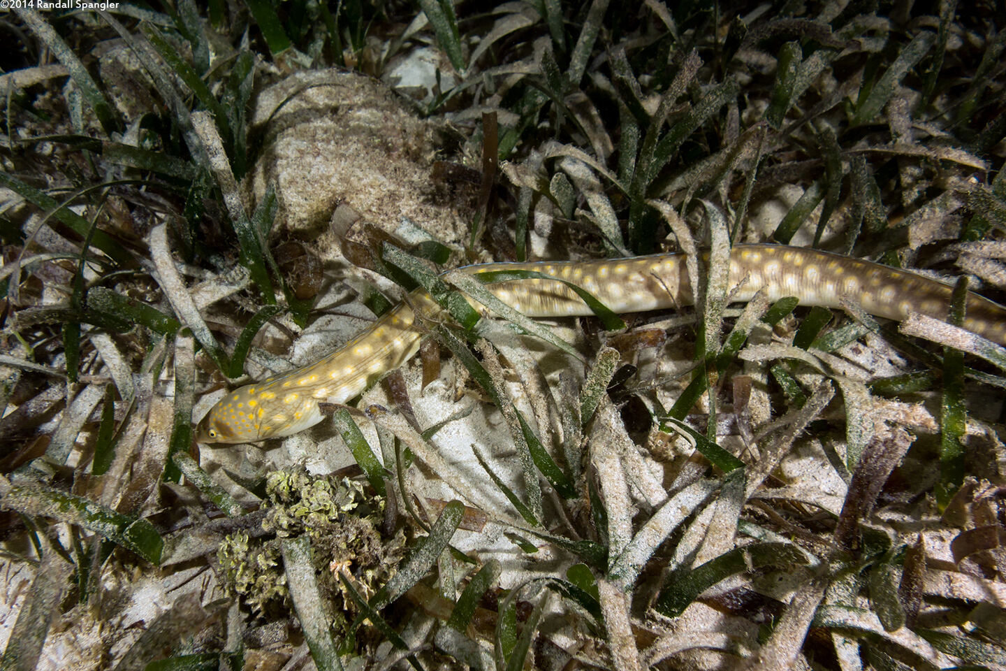 Myrichthys breviceps (Sharptail Eel)
