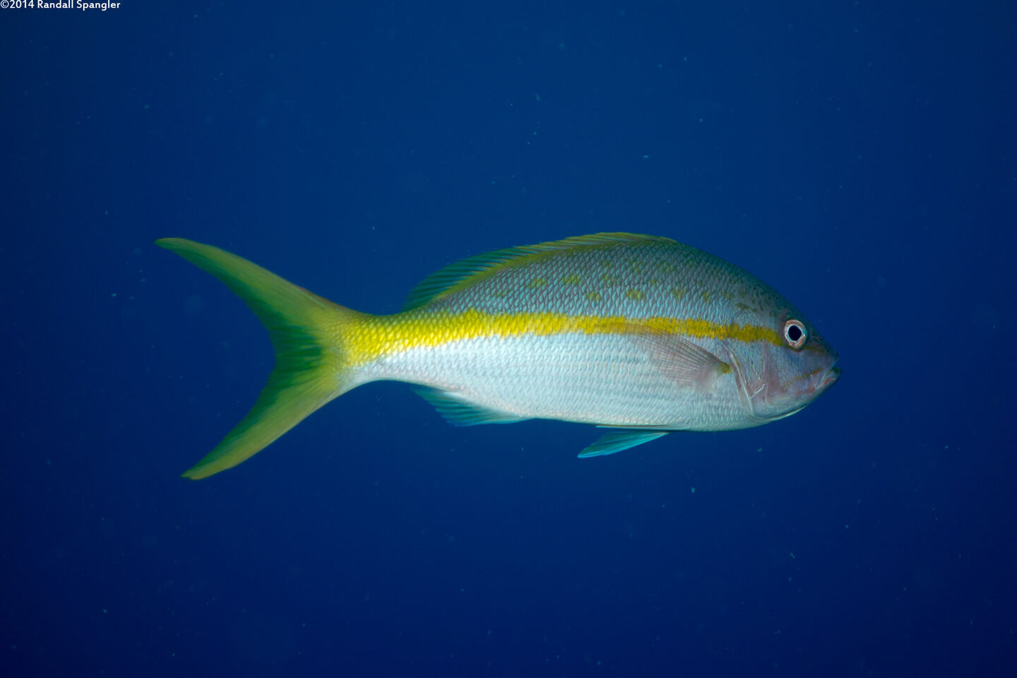 Ocyurus chrysurus (Yellowtail Snapper)
