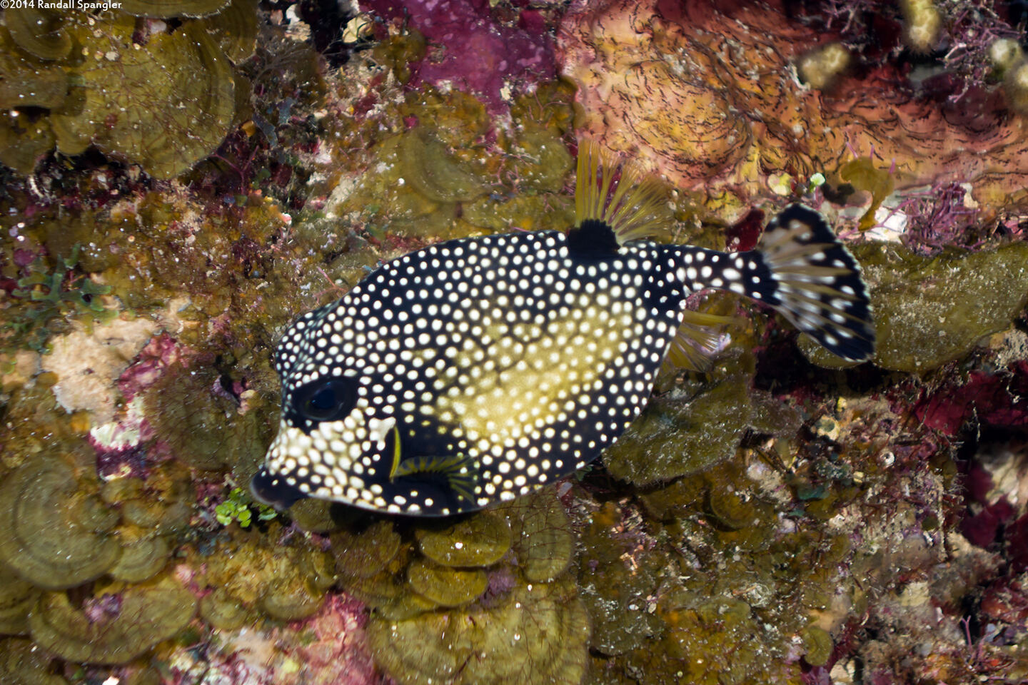 Lactophrys triqueter (Smooth Trunkfish)