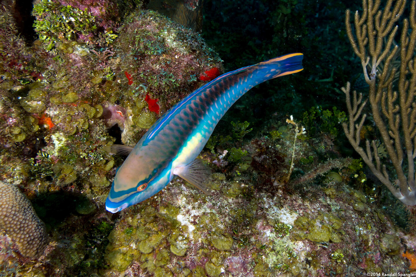 Scarus taeniopterus (Princess Parrotfish)