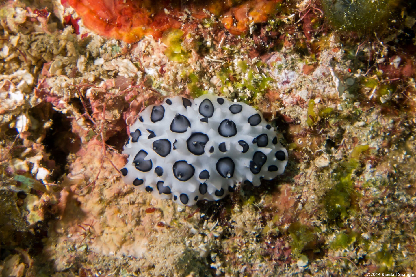 Ceratophyllidia papilligera (Black-Spotted Ceratophyllidia)