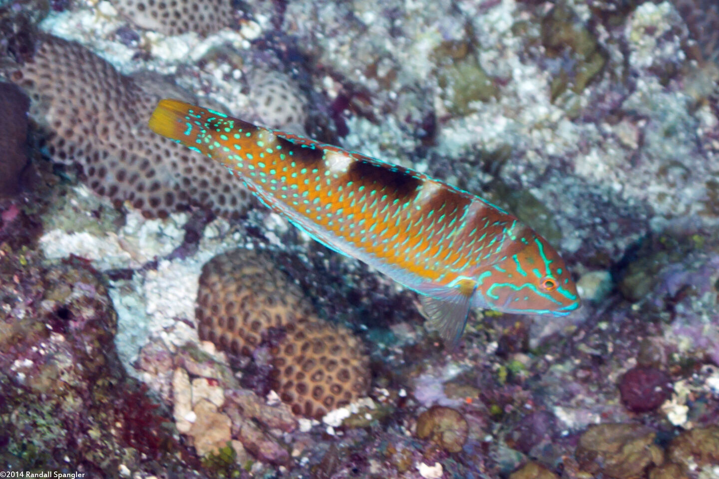 Halichoeres radiatus (Puddingwife)