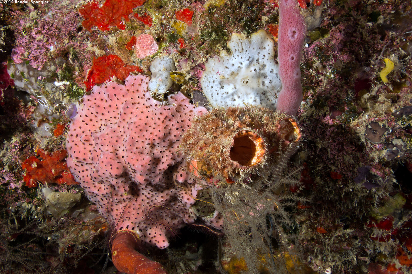 Polycarpa spongiabilis (Giant Tunicate)