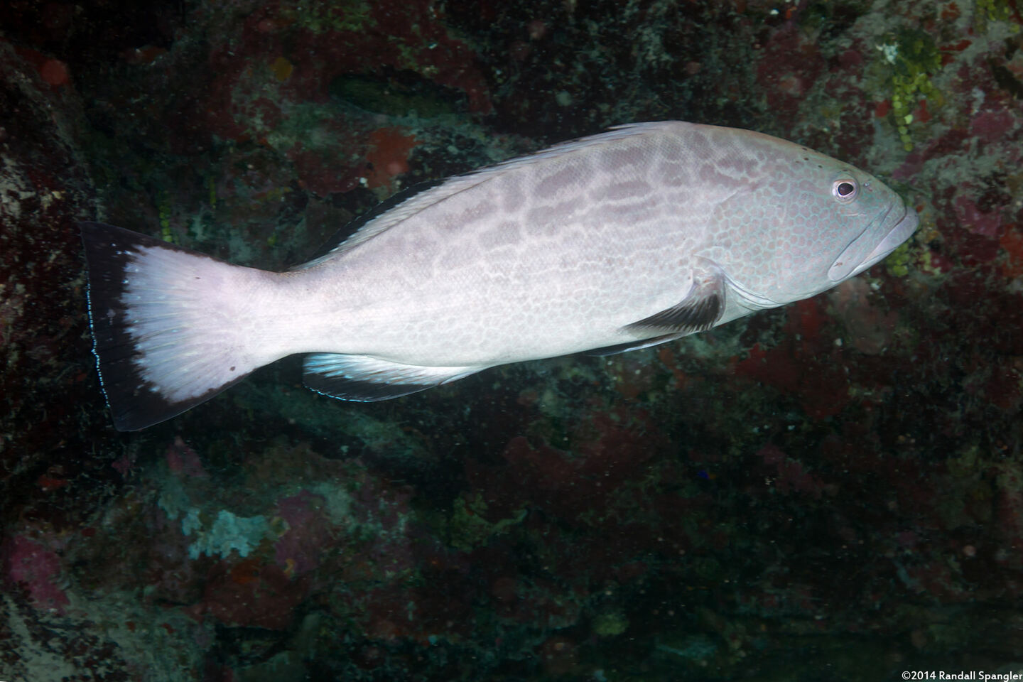 Mycteroperca bonaci (Black Grouper)