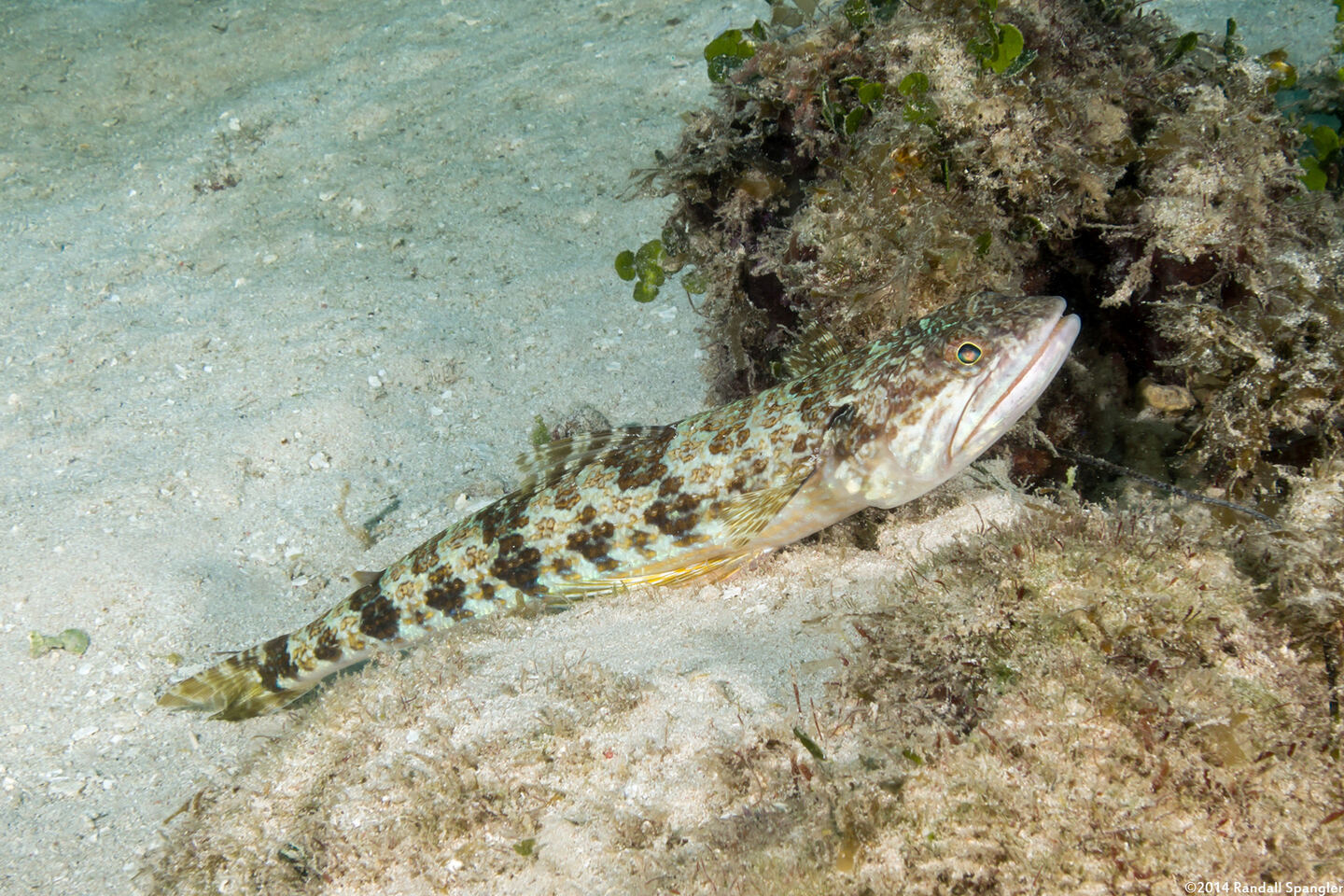 Synodus intermedius (Sand Diver)