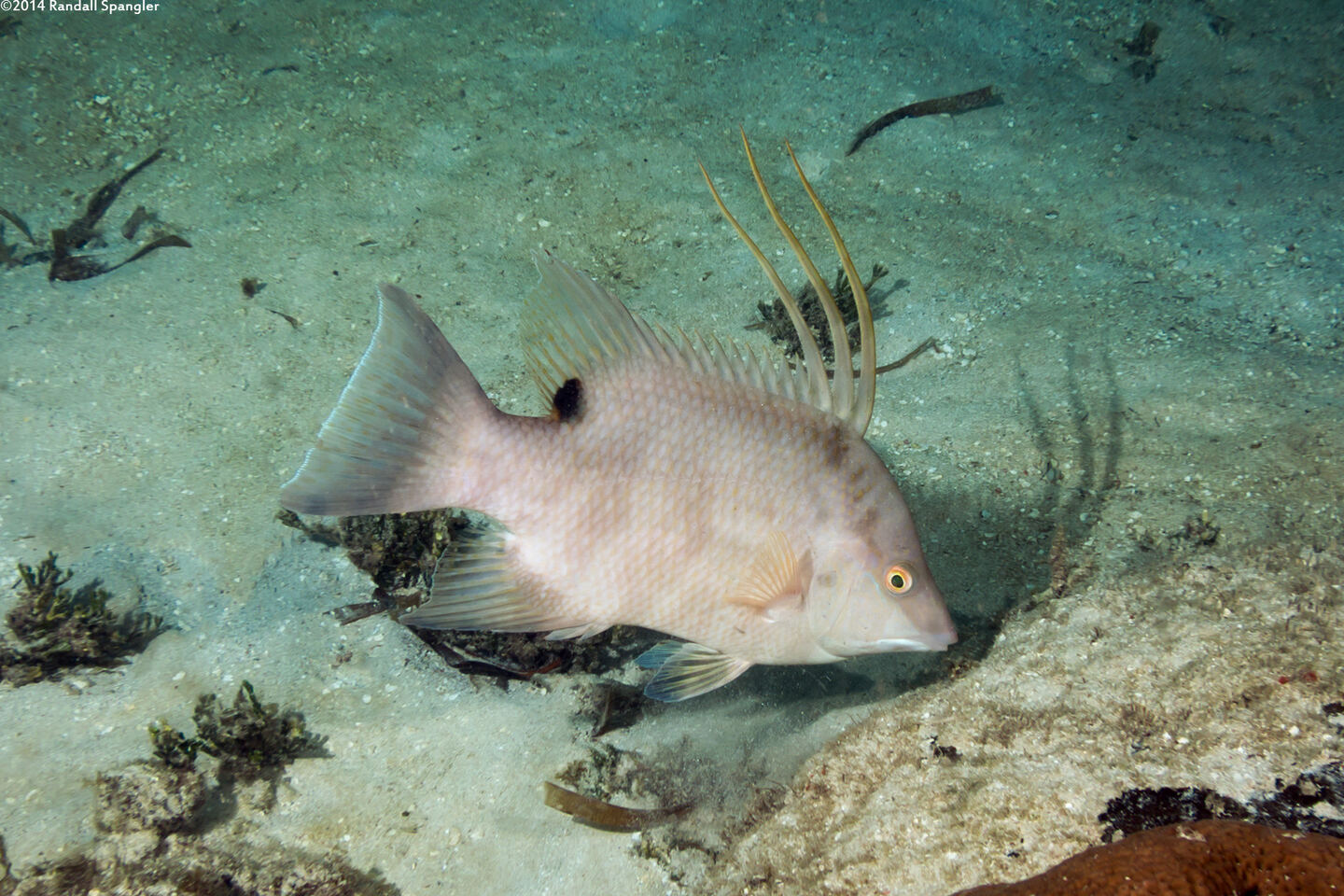 Lachnolaimus maximus (Hogfish)