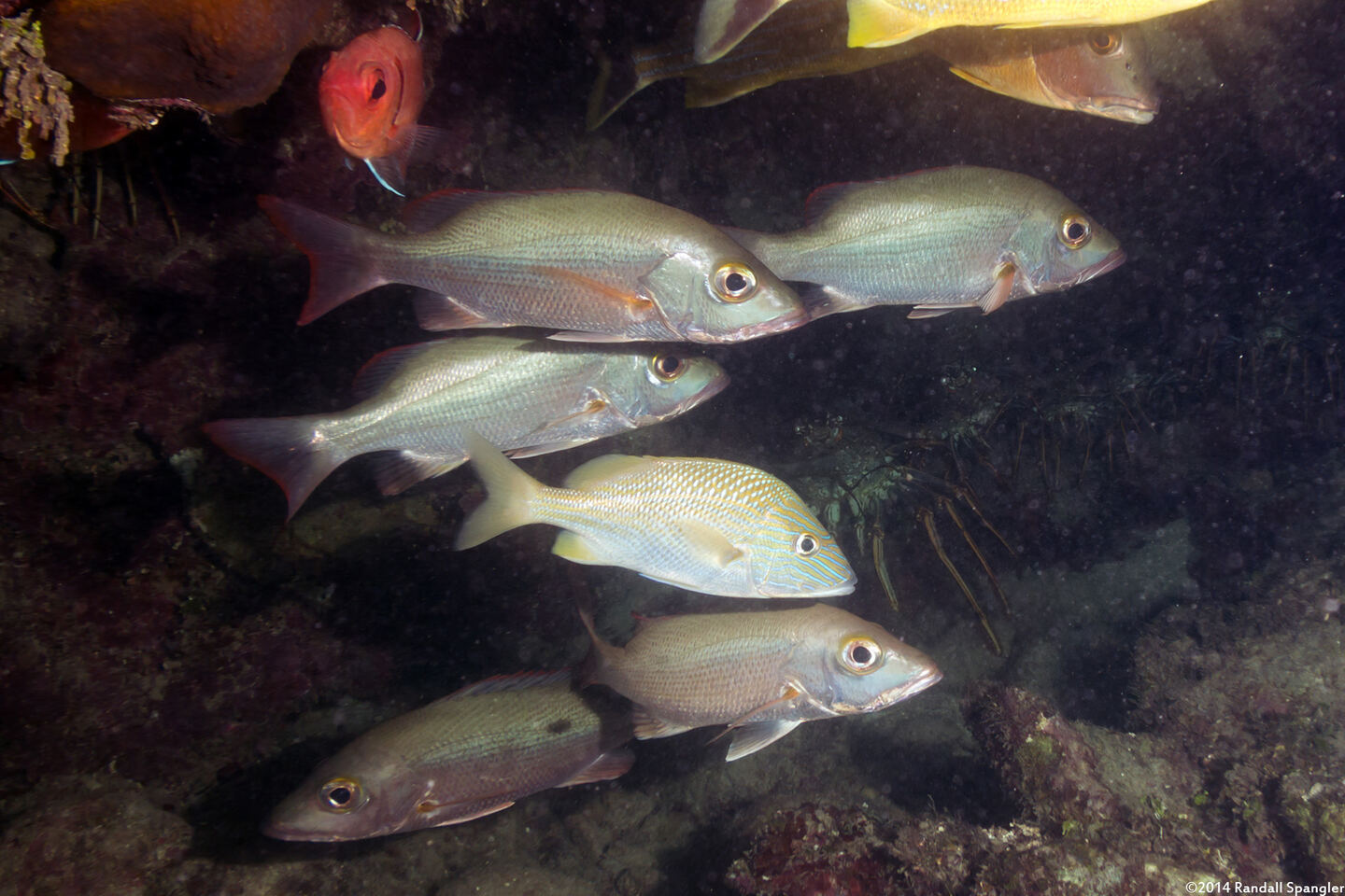 Haemulon plumierii (White Grunt)