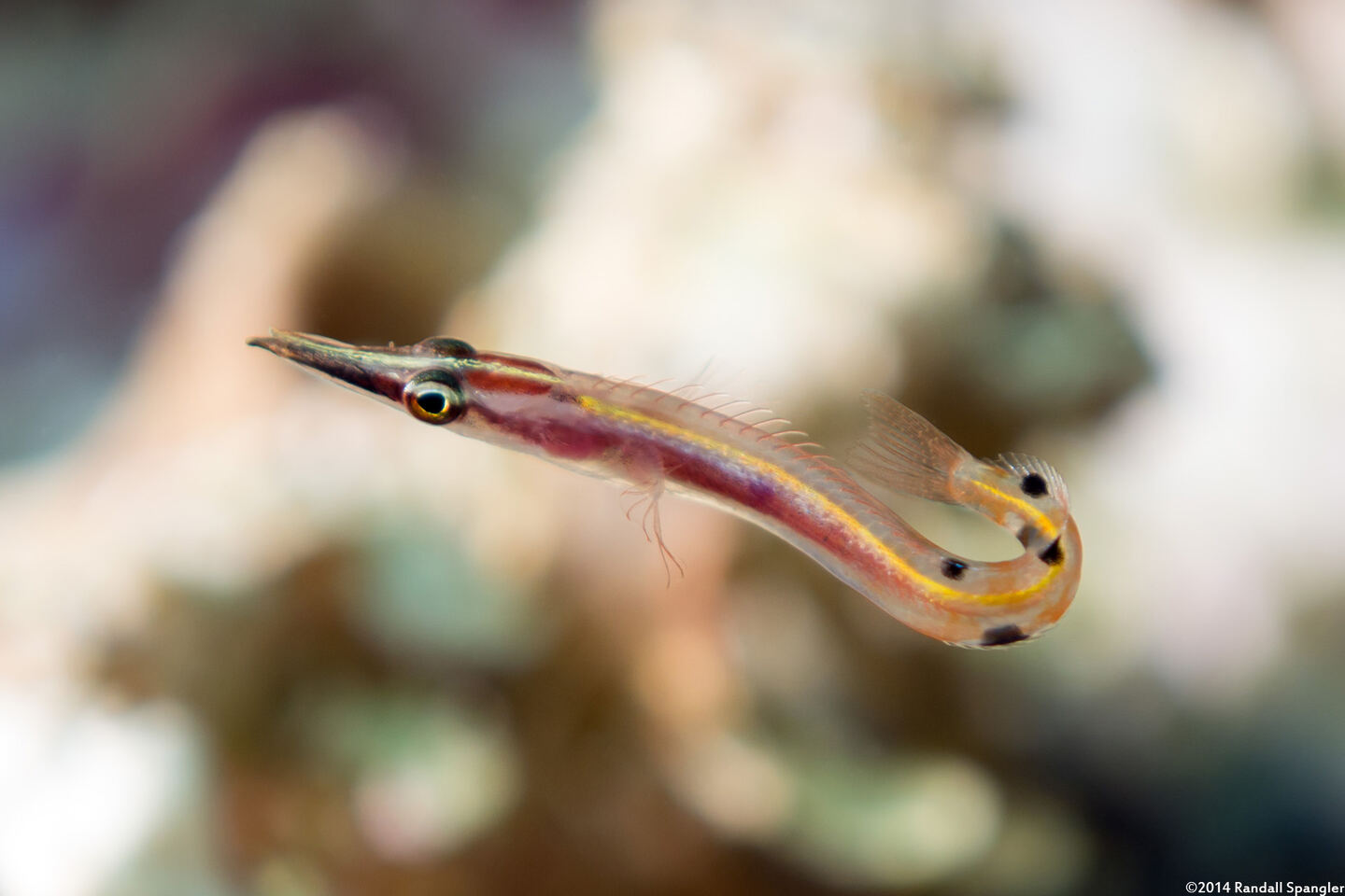 Lucayablennius zingaro (Arrow Blenny)