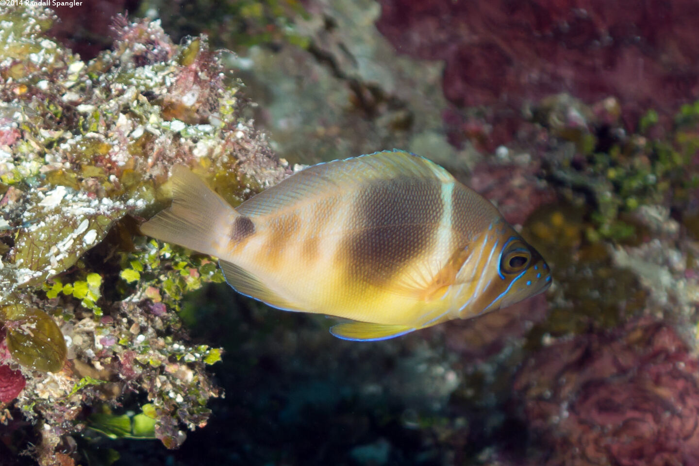 Hypoplectrus puella (Barred Hamlet)