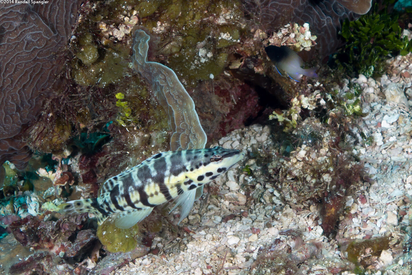 Serranus tigrinus (Harlequin Bass)