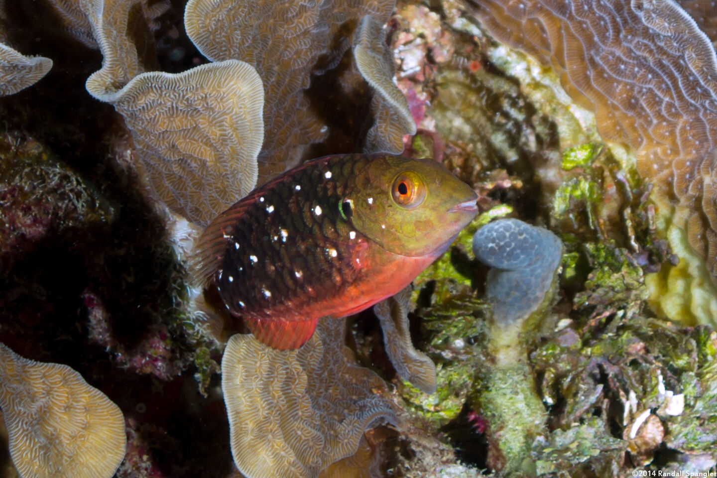 Sparisoma viride (Stoplight Parrotfish)
