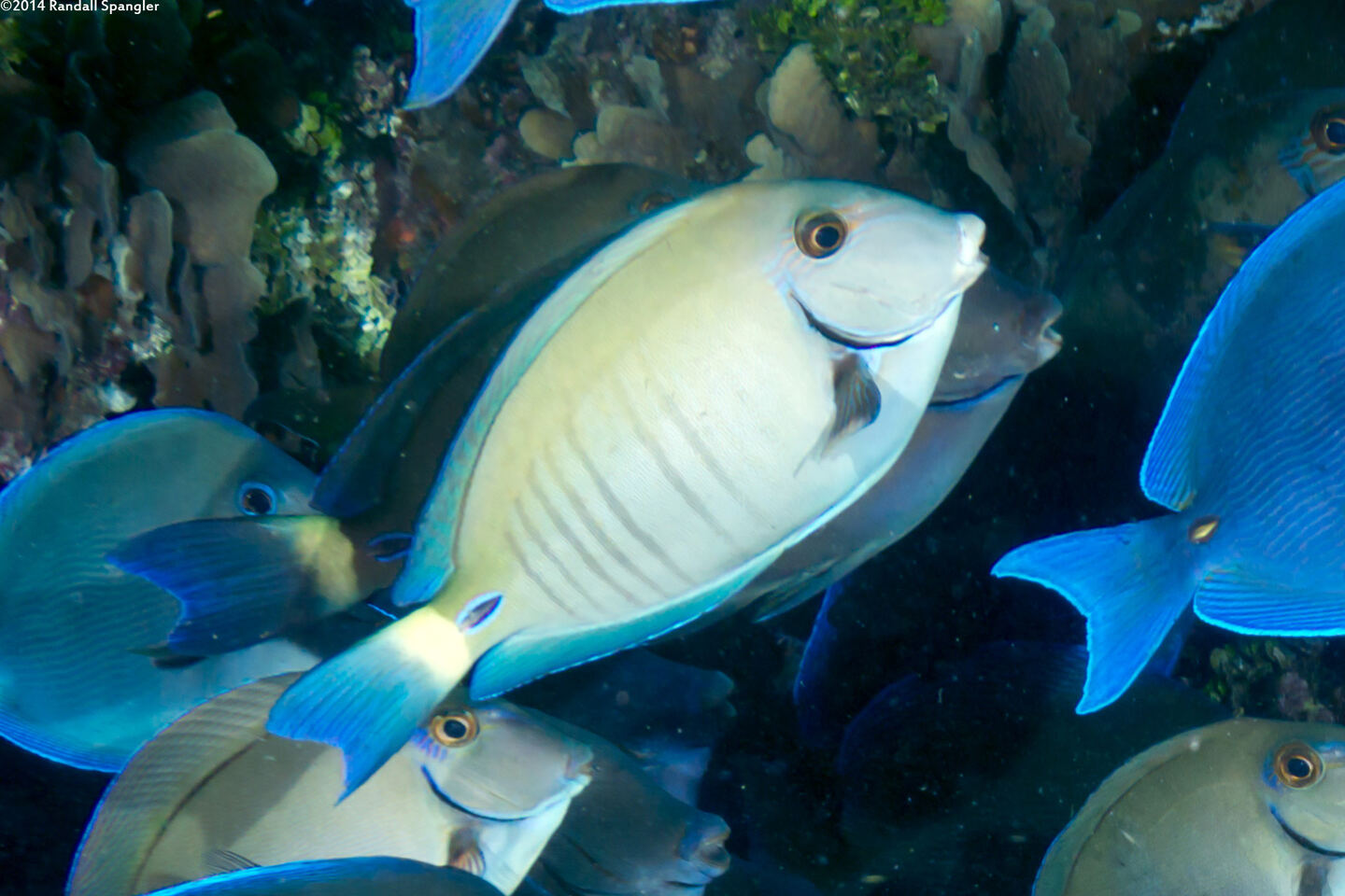 Acanthurus chirurgus (Doctorfish)