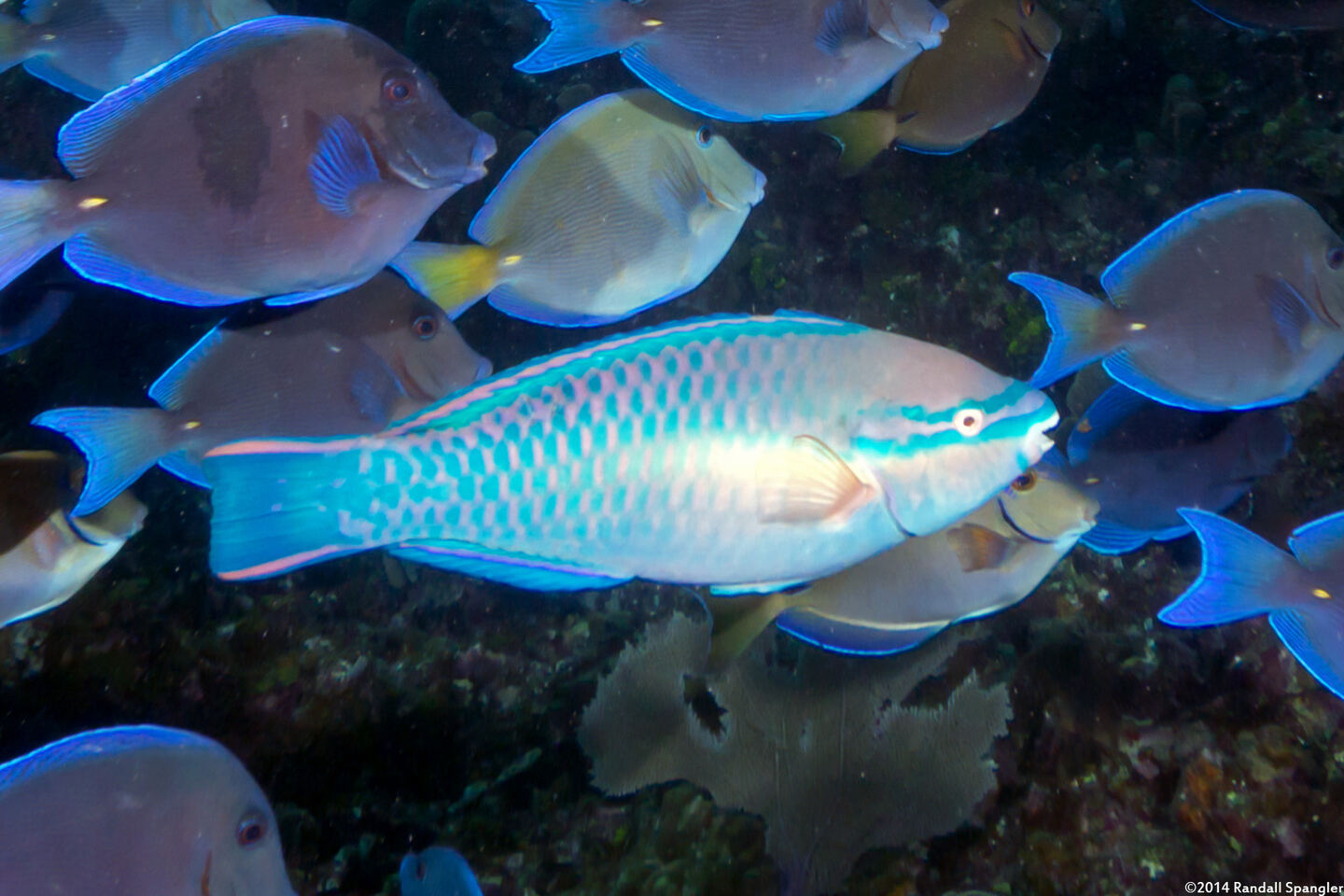 Scarus taeniopterus (Princess Parrotfish)