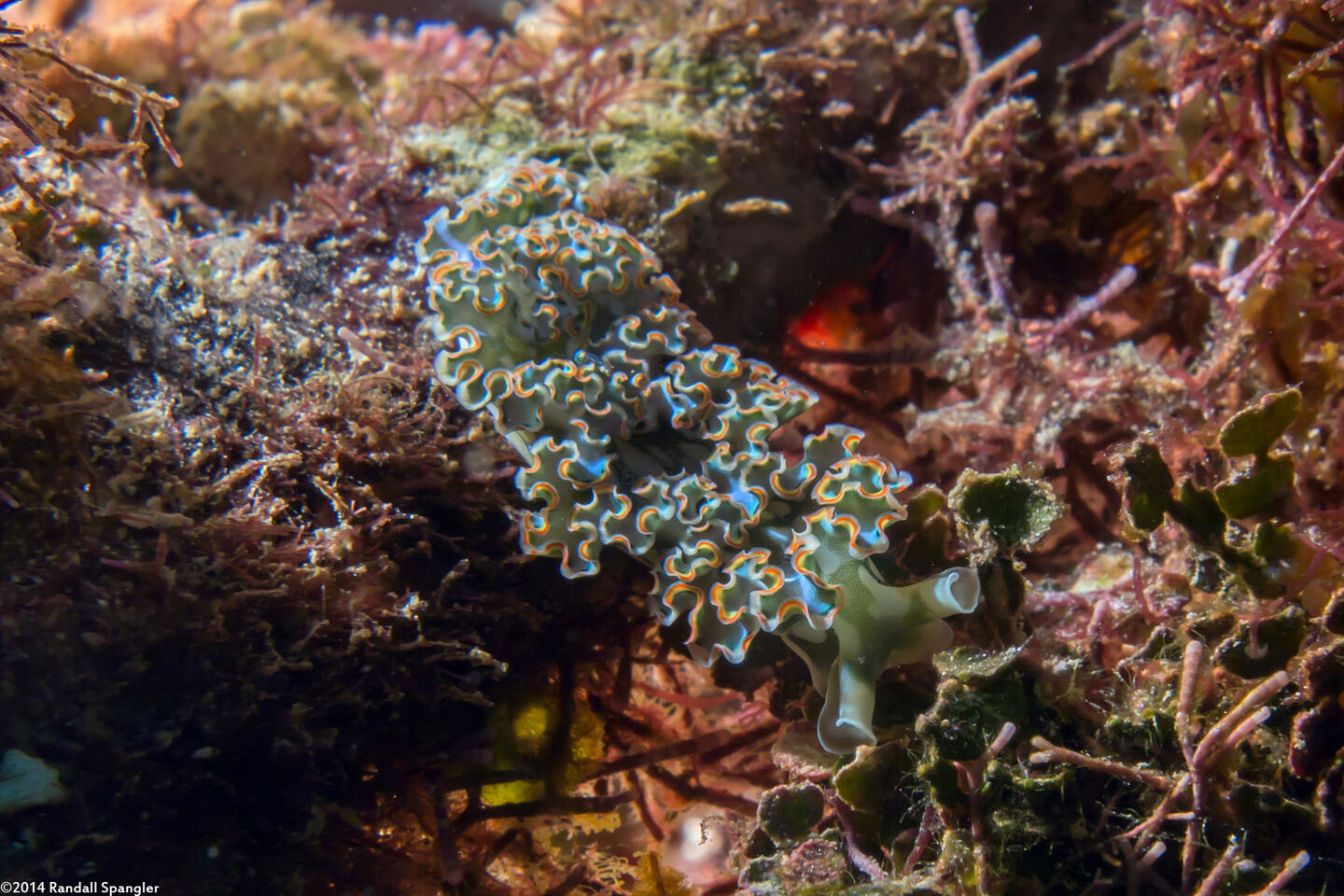 Elysia crispata (Lettuce Slug)