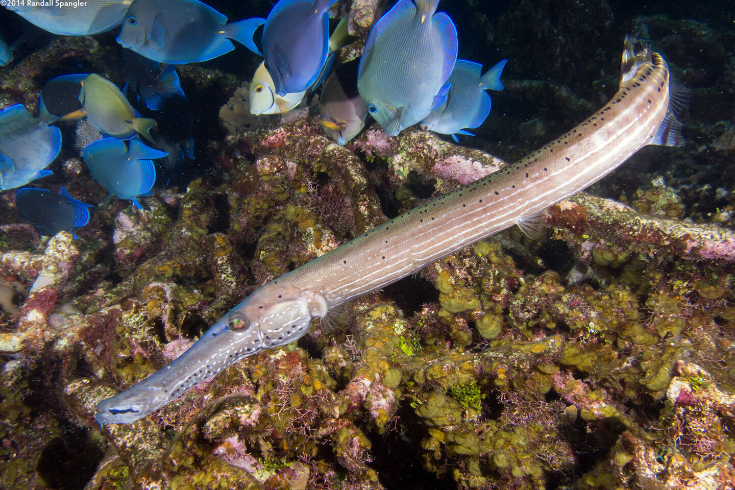 Aulostomus maculatus (Atlantic Trumpetfish)