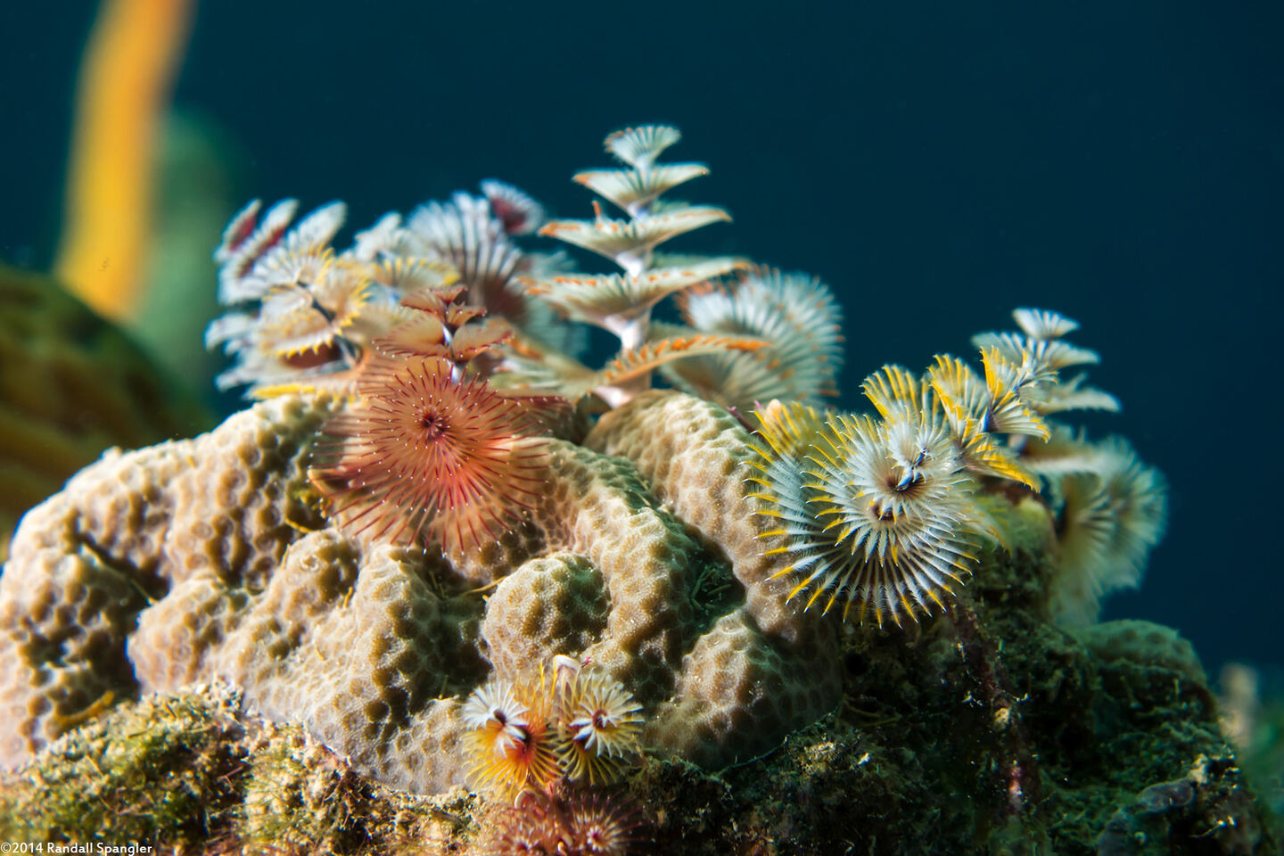Spirobranchus giganteus (Christmas Tree Worm)